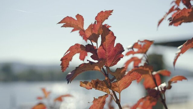 yellow autumn tree on a background of blue sky, sunny day.,green leaf,green trees. Summer background. slow motion