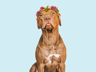 Lovely brown dog and a beautiful wreath of autumn leaves and bright flowers. Close-up, indoors. Studio shot. Congratulations for family, relatives, loved ones, friends and colleagues. Pet care concept