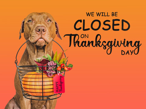 Signboard with the inscription We will be closed on Thanksgiving. Charming brown dog and bright background. Close-up, indoors. Studio shot. Pet care concept
