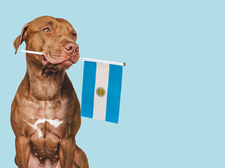 Charming, adorable puppy with the Flag of Argentina. Closeup, indoors. Studio shot. Congratulations for family, loved ones, relatives, friends and colleagues. Pet care concept - obrazy, fototapety, plakaty