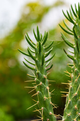 Growing succulent cactus plant with cobwebs on thorns