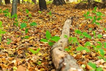 Golden autumn among the trees