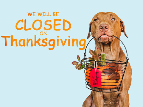 Signboard with the inscription We will be closed on Thanksgiving. Charming brown dog and bright background. Close-up, indoors. Studio shot. Pet care concept
