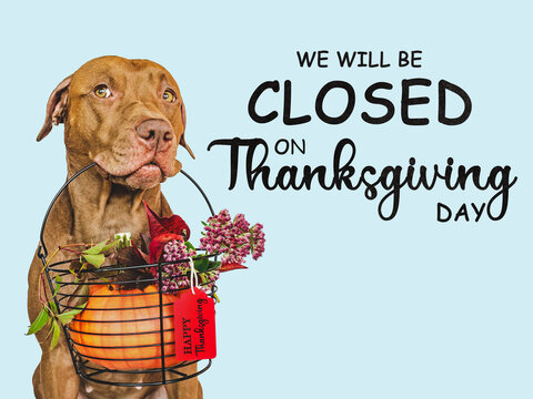 Signboard with the inscription We will be closed on Thanksgiving. Charming brown dog and bright background. Close-up, indoors. Studio shot. Pet care concept