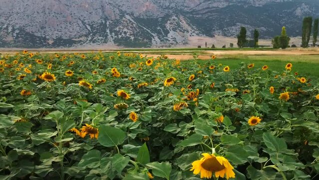 field of flowers