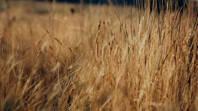 Yellow ripe organic wheat field in a farm at sunset under sunlight. Harvest. Breeze.