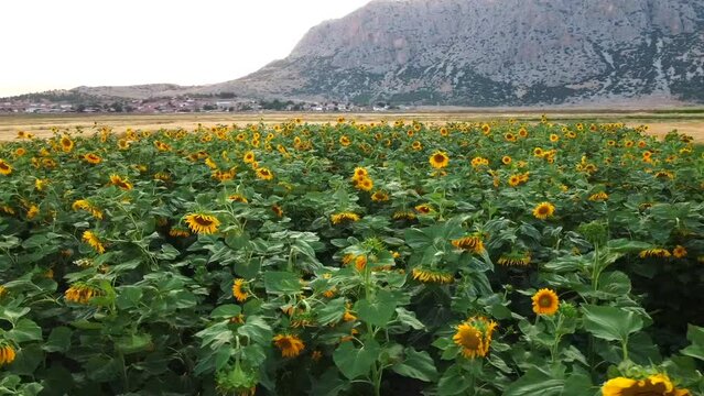 field of yellow flowers