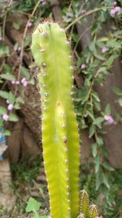 cactus