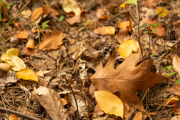 Golden autumn among the trees
