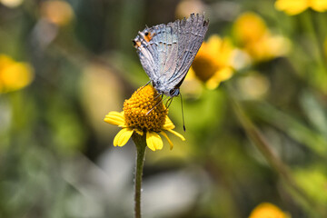 Fototapeta premium butterfly on yellow flower