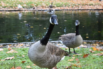 country goose