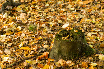 Golden autumn among the trees