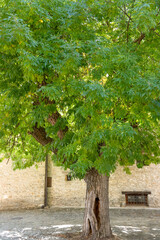aged Ash tree (Fraxinus) with a split trunk in a Spanish village square