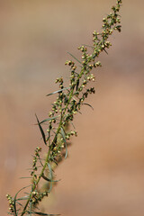 Yellow flowering axillaterminal indeterminate racemose disciform head inflorescences Artemisia Dracunculus, Asteraceae, native monoecious evergreen subshrub in the San Bernardino Mountains, Summer.