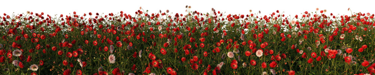 Fototapeta premium 3d rendered of a flower field