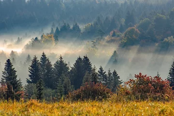 Photo sur Plexiglas Forêt dans le brouillard Las we mgle