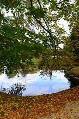 plants on the background of autumn nature