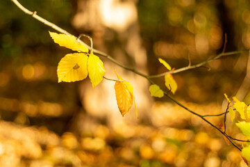 Golden autumn among the trees