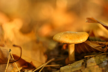 Golden mushrooms in the autumn season