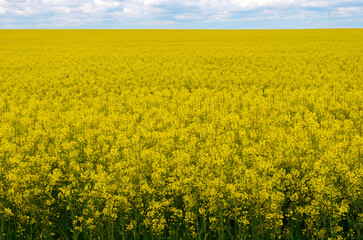 Fototapeta premium Yellow field of rapeseed