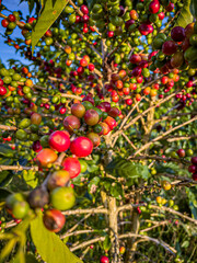 tree coffee in San Agustin