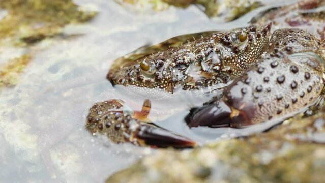 A spiny sea crab in the water moves its small claws at its mouth and looks into the camera. Close-up.