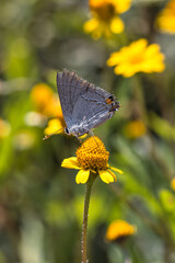 butterfly on flower