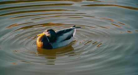 duck in water