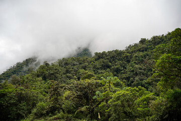 Cloud forest in Manu national park, Peru. 