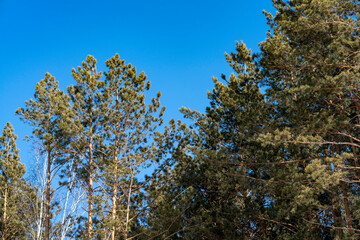 Tops of pine trees against the blue sky.