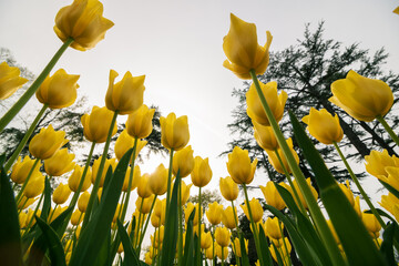 Wide angle view of yellow tulips from below. Spring flowers background photo