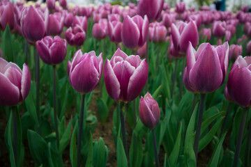 Pink tulips in a park. Spring flowers background photo