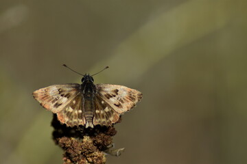 Mariposa marrón con fondo difuminado (macro)