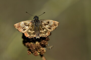 Mariposa marrón con fondo difuminado (macro)