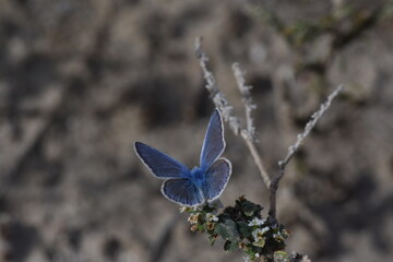 Mariposa azul sobre flores blancas con fondo difuminado (macro)
