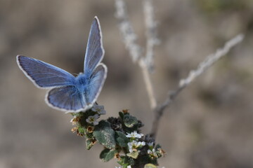 Bella mariposa azul sobre flores blancas con fondo difuminado (macro)