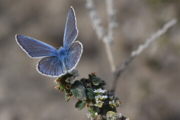 Bella mariposa azul sobre flores blancas con fondo difuminado (macro)