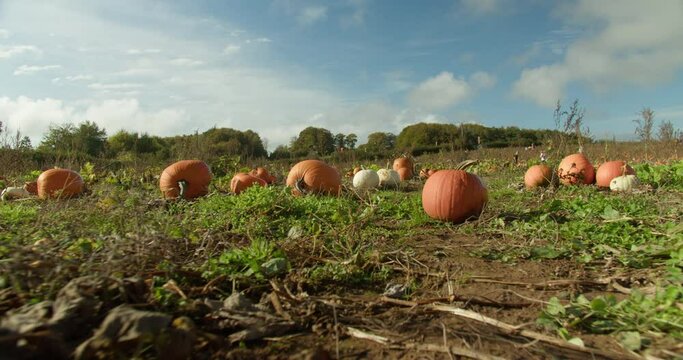 Pumpkin Farm a Few Days Before Halloween |  camera following along a thousand pumpkins around | 4K, 12 bit video sources: bmd raw