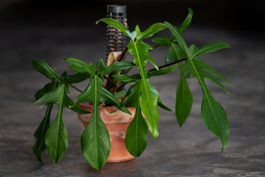 Philodendron Florida Ghost plant with terracotta pot on islated concrete background. .