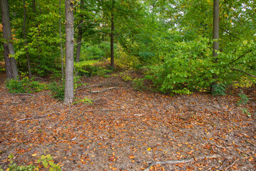 Autumn forest and mulch with undergrowth on a sunny day. Forest. - 538676664