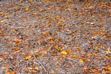 Autumn forest and mulch with undergrowth on a sunny day. Forest.