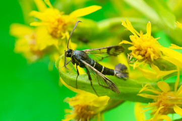 Currant clearwing, Synanthedon tipuliformis on flower