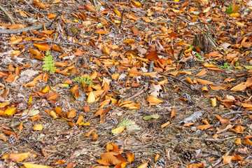 Autumn forest and mulch with undergrowth on a sunny day. Forest.