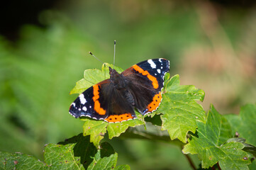 Obraz na płótnie Canvas Red Admiral butterfly resting on green leaves