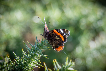 Red Admiral butterfly on a prickly plant