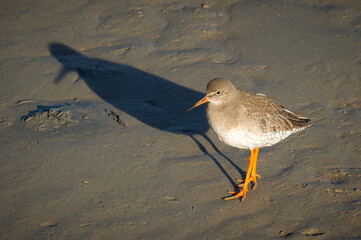 Redshank bird on sand with shadow
