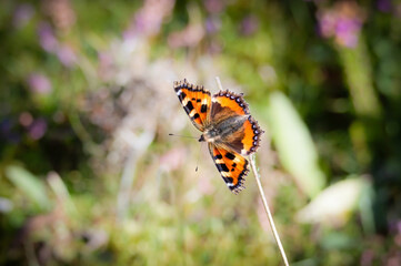 Samll Tortoiseshell butterfly on dry stalk of dead plant