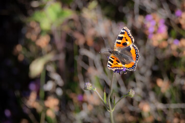 Small Tortoisesehll butterfly on tiny Devil's-bit scabious plant