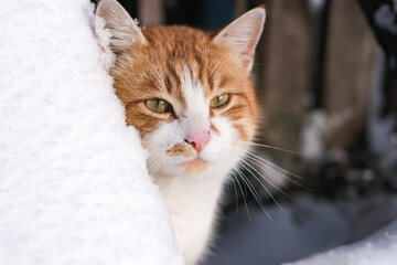 Cute ginger cat peeking out of a snowdrift. Portrait of a ginger cat walking outside in winter.