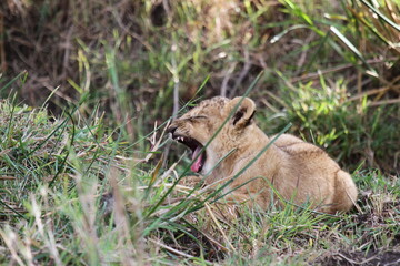 Baby lion plaing in green grass, opening his mouth, preparing to sneeze 